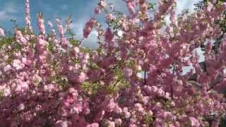 Double Flowering Plum