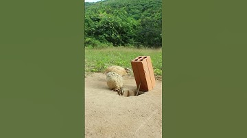 Simple Unique Bird Trap - quail trap #easy bird trap #shorts