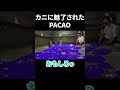 カニタンクに魅了されたPACAO #shorts
