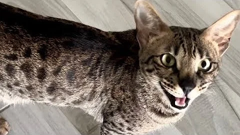 Watch the video about F2 Savannah Cats Are Non Stop Meowing Machines. Too Much Cuteness