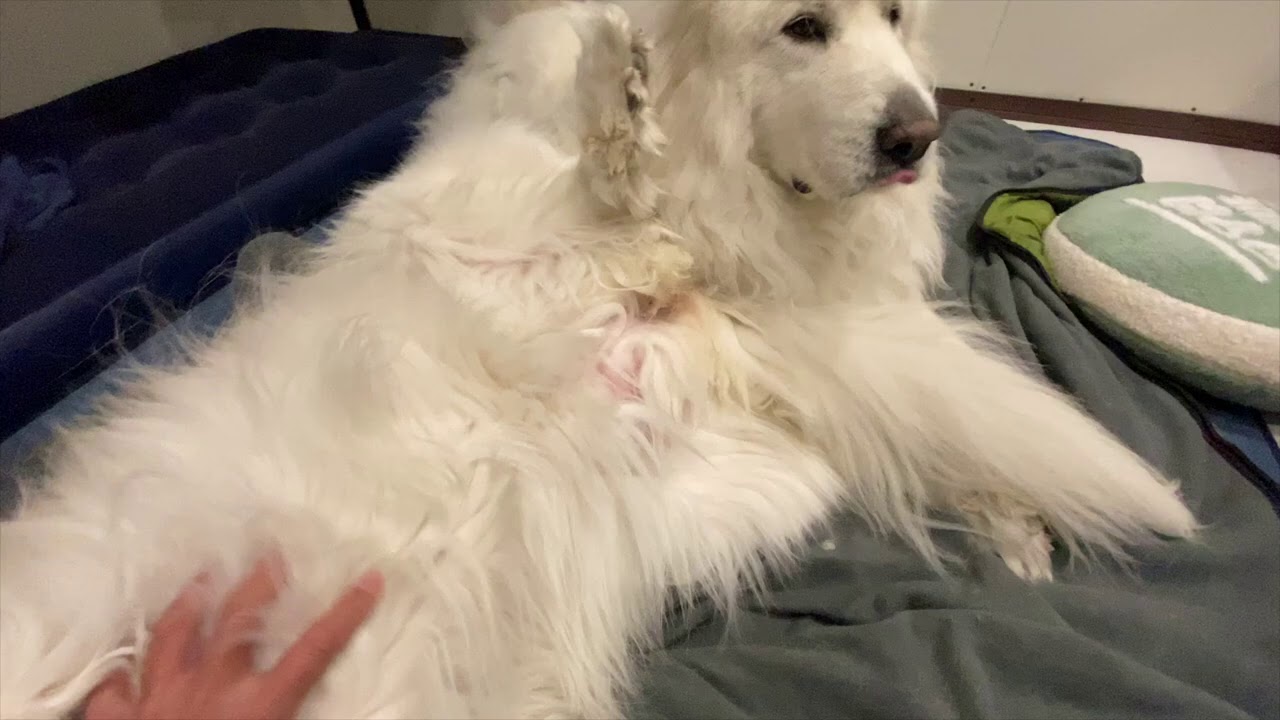 グレートピレニーズの寝相