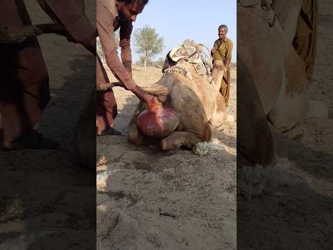 و ض ع الق ل ة الط ين ي ة ب ي ن س اق ي الج م ل ل ي نال ب ر د الر مال