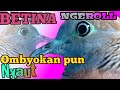 Suara Perkutut Betina Ngerollnya Bikin Ombyokan Pun Nyauut Mp3 - Mp4 Download