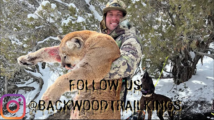 2023 Mountain lion taken with a bow. @backwoodtrailkings