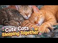 Cute Cats Sleeping Together | Peaceful Cat Nap Time 💤🐾