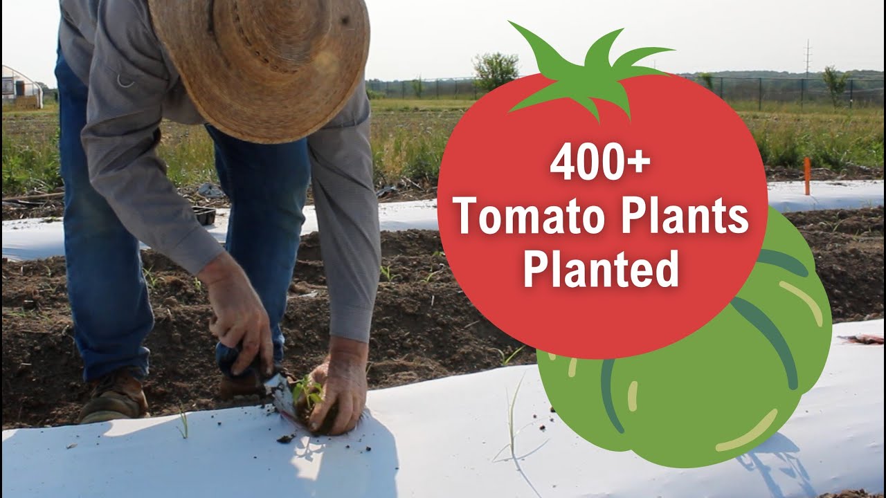 Planting Tomato Varieties MU Jefferson Farm & Garden with Heart of
