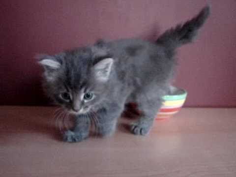 siberian kitten grey