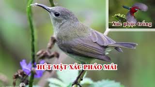 hút mật xác pháo mái mồi - Tiếng hút mật mái mồi, Crimson sunbird Female - Aethopyga siparaja