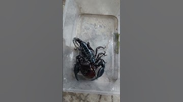 👉 Bò cạp núi và bọ hung sừng  🦂🐞 #shorts