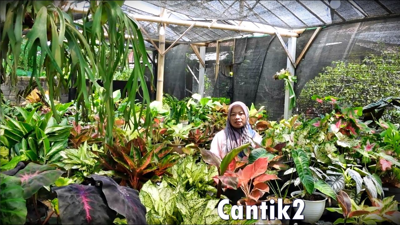 Info Tanhis Baru Unik2 Josh Cantik2 Seger2