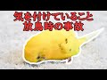シニアインコの生活 気をつけていること 放鳥中の事故など Be careful when living with an old budgerigar