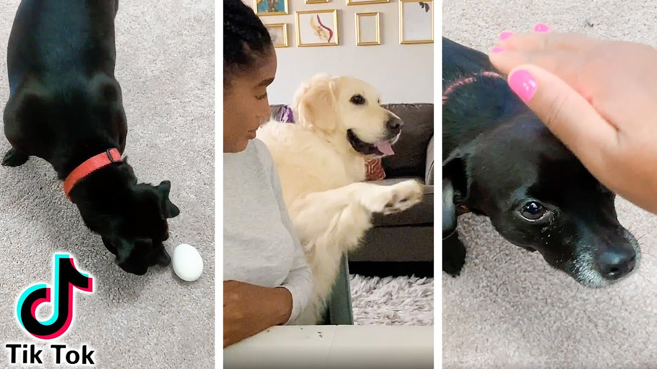 Dog Moms Test Tik Tok Dog Trends YouTube