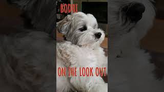 BODHI THE HAVANESE ~ 'ON THE LOOK OUT'