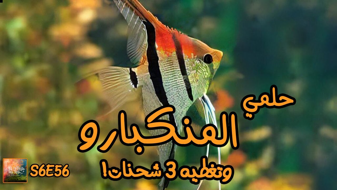 S6E56 - حلمي المنكبارو وتغطية 3 شحنات