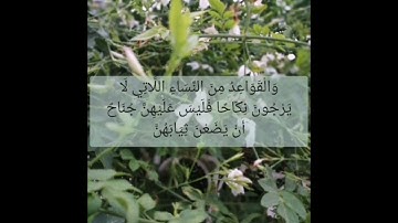 القرآن الكريم سورة النور صفحة 358