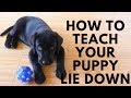 How to Teach my Puppy to Lie Down - Easy Lie Down Training How to Teach my Puppy to Lie Down - Easy Lie Down Training