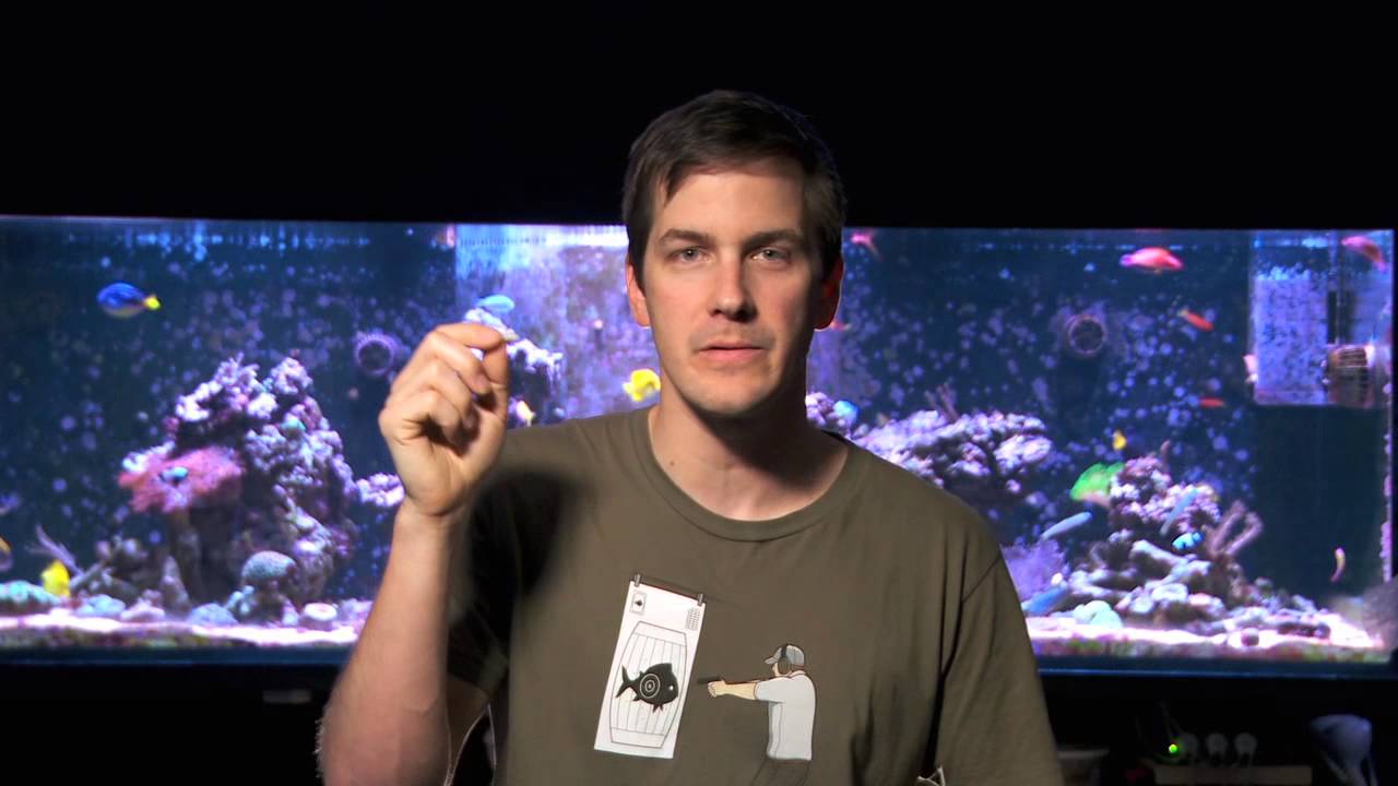 how to videos on tiktok Mr. Saltwater Tank Friday AM Quick Tip #147: How to Make Sure Your Corals Actually Eat