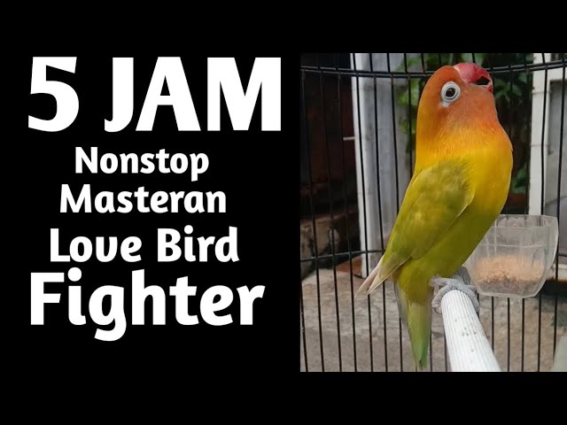 Masteran lovebird betina fighter 5 jam nonstop class=