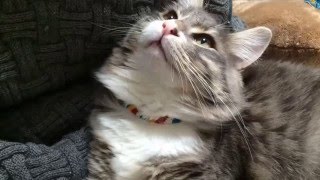 釣られる猫 ノルウェジャンフォレスト I was able to catch a Cat.Norwegian Forest Cat.