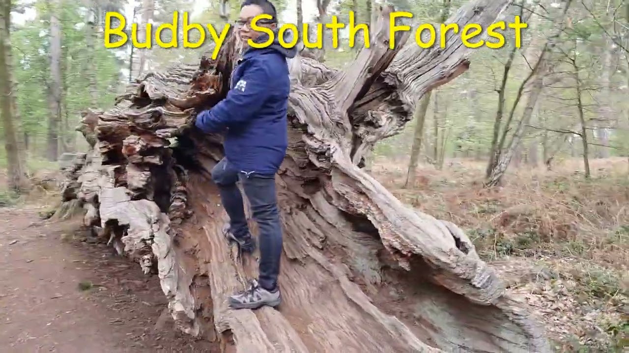 A Walk in Sherwood Forest and Budby South Forest Nottingham England United Kingdom May 2022