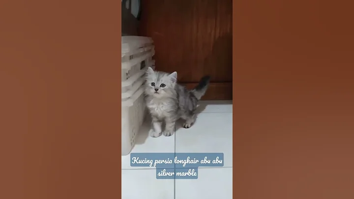 Video 462371: persia longhair, kucing persia, kitten