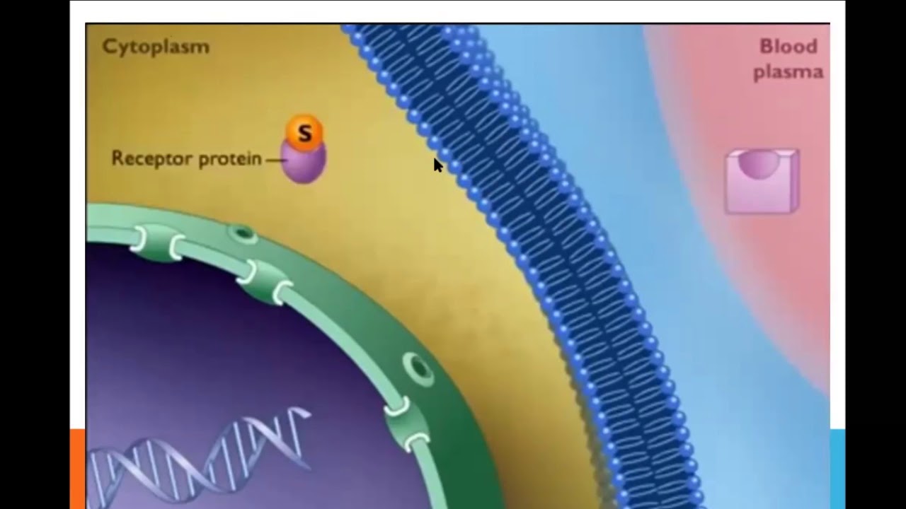 ІІ тоқсан Биология, 11 класс, Мембраналық рецепторлар арқылы гормондық ...
