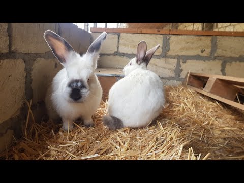 Video: Qızılgülləri vazada necə daha uzun saxlamaq olar