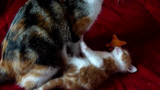 Olive teaches kitten how to kill