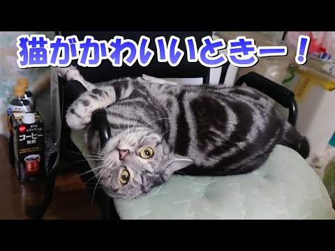 猫がかわいいと思う瞬間！（アメリカンショートヘア）