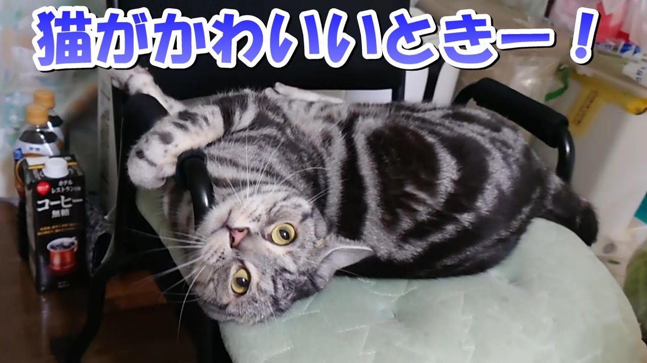 アメショーcat様 maxresdefault.jpg