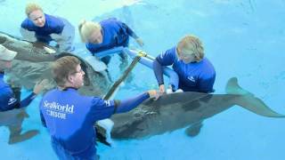 Seaworld uses a custom fitted orthopedic brace to help Pilot Whale