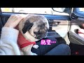 病院で絶望的な宣告をされショックを隠せないパグ犬ぷぅ Pug