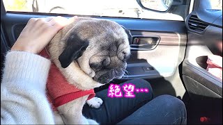 病院で絶望的な宣告をされショックを隠せないパグ犬ぷぅ Pug