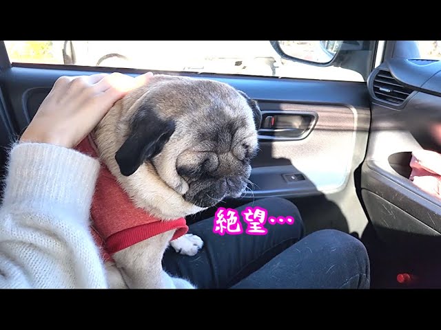 パグ 9689coffee / ｸﾛﾊﾟｸﾞｺｰﾋｰ (@9689_coffee) • Instagram photos and videos