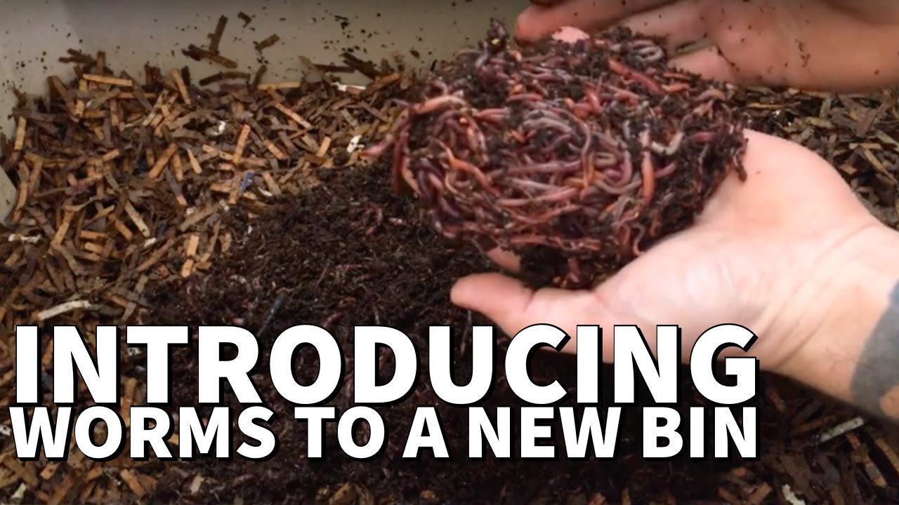 Introducing Worms To A New Bin YouTube