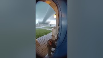 “AI-Generated Ring Doorbell Footage: Monkey vs Tornado During Terrifying Storm”