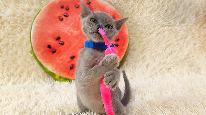 Video 4926161: blue burmese kitten, kitten jumping, kitten toys