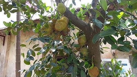 8 LỢI ÍCH SỨC KHỎE KHÔNG NGỜ CỦA TRÁI MÍT_ĂN MÍT CÓ NÓNG KHÔNG?