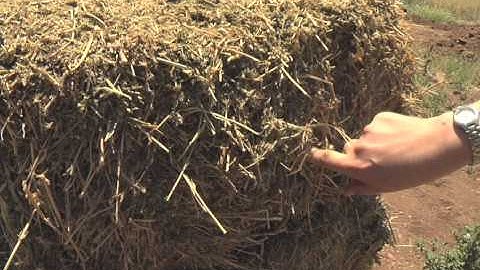 How To Take A Hay Sample For Analysis