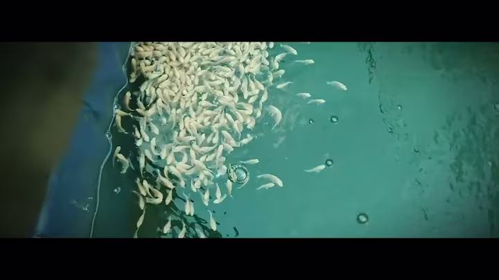 Koi Fish Farming