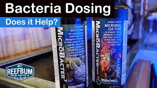 Dosing Bacteria To a Mature Reef - Does it Help?