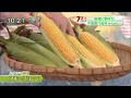 フルーツコーン狩り生食体験