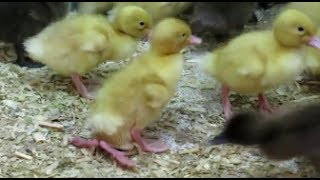 My duck has four legs by SCARCE WORLDWIDE 1,999 views 6 years ago 1 minute, 11 seconds