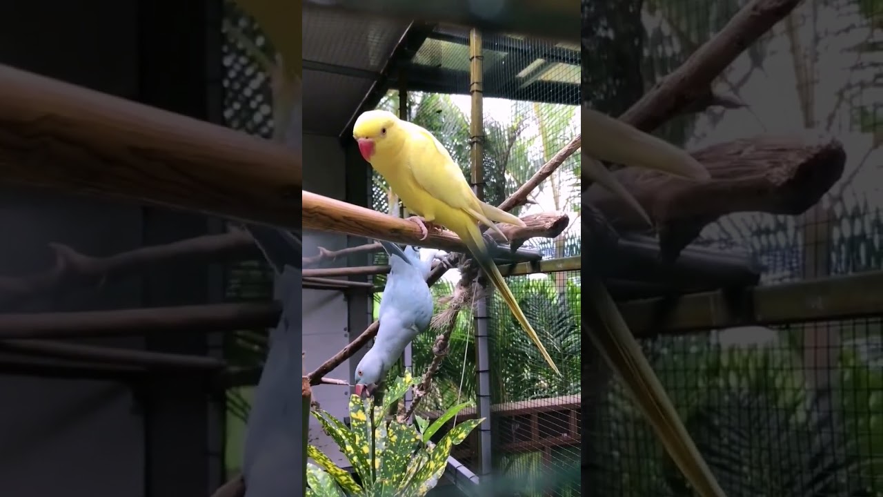 💚💛💚💛💚💛 