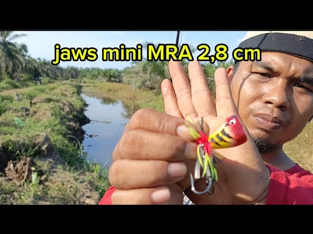 jaws rekomended || jaws mini MRA 2,8 cm #mancinggabus #jawsrekomended #jawsMRA class=