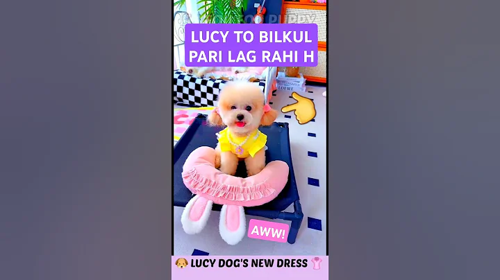 Lucy's new clothes 🐶 Fluffy dog's Yellow Dress 👗 Funny Dogs Clothes #dogclothes #funnydog