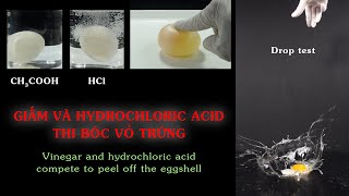 Vinegar and hydrochloric acid compete to peel off the eggshell. Strong acid, weak acid. Rubber egg