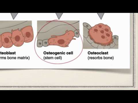 Video: Waar bevinden zich osteogene cellen?