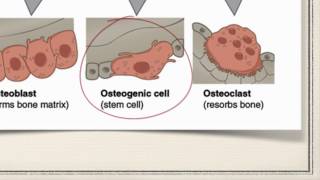 Bone Cells