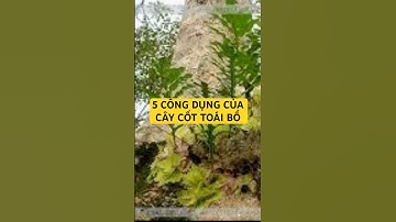 5 CÔNG DỤNG CỦA CÂY CỐT TOÁI BỔ